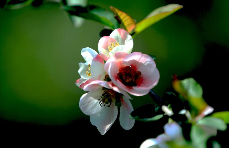 汽车发电机调节器接线_汽车发电机调节器接线图