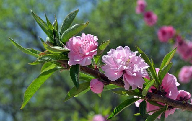 蓝莲花汽车改装厂_蓝莲花汽车改装厂地址